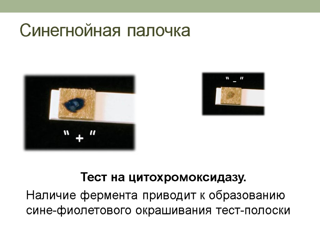 Синегнойная палочка Тест на цитохромоксидазу. Наличие фермента приводит к образованию сине-фиолетового окрашивания тест-полоски